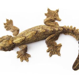 flying gecko