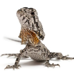 lizard frilled dragon