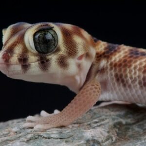frog eyed gecko