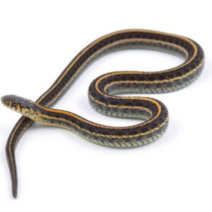 garter snake for sale​