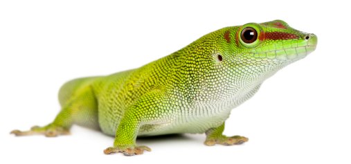 giant day gecko