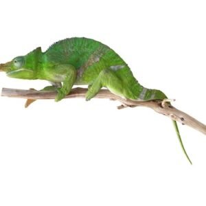Giant Fischers Chameleons