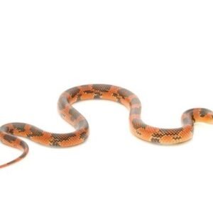 goins kingsnake