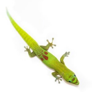 gecko golden