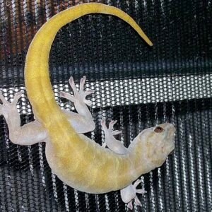 gold dust day gecko