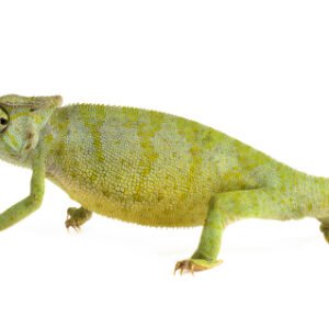 graceful chameleon