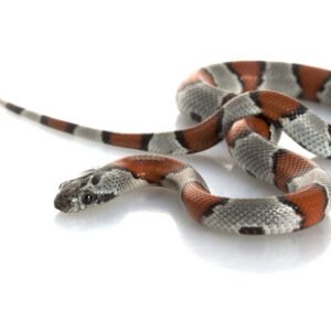 gray banded kingsnake
