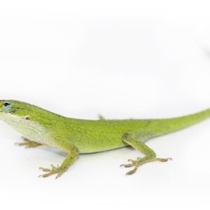 Green Anole for Sale