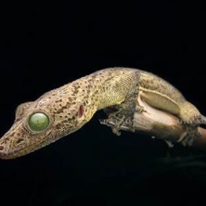 green eyed gecko