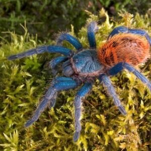 greenbottle blue tarantula