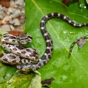 grey rat snake