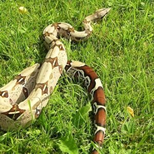 guyana red tail boa