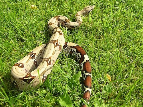 guyana red tail boa