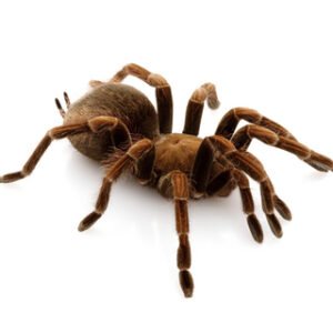haitian brown tarantula
