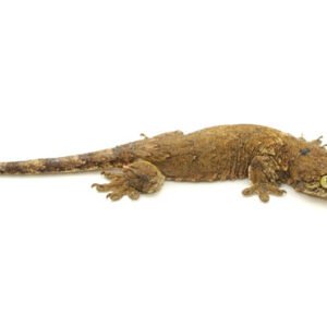 halmahera gecko