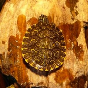 hieroglyphic river cooter turtle