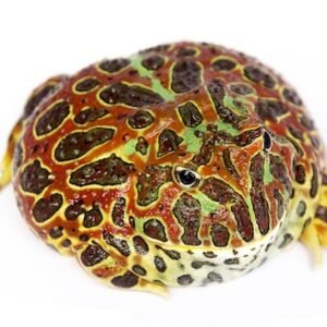 high red ornate pacman frog