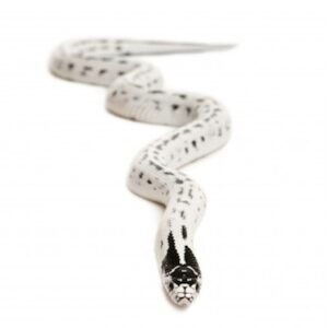 high white california kingsnake