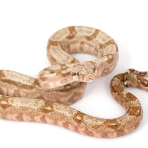 Hog Island Boa