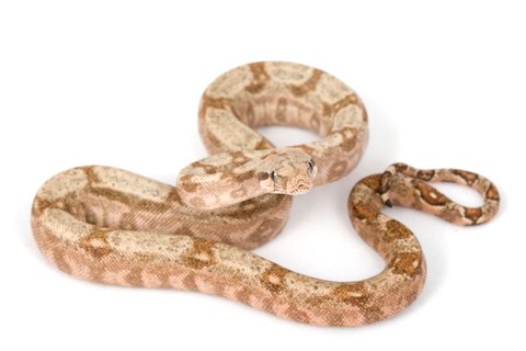 Hog Island Boa