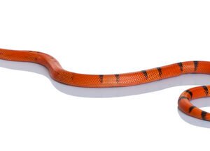 honduran milk snake