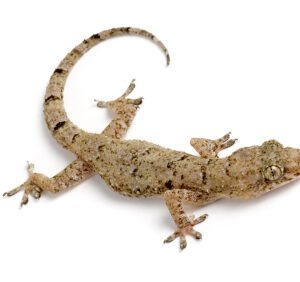 mediterranean house gecko