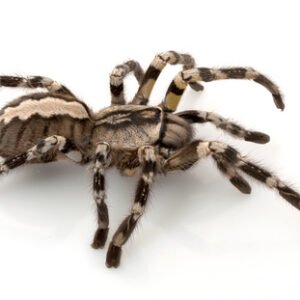 indian ornamental tarantula