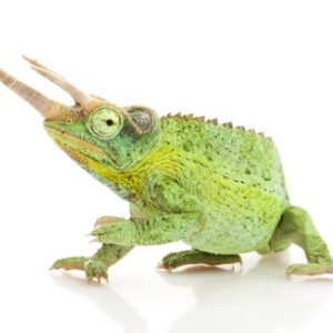 jackson chameleon