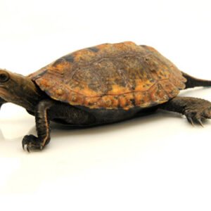 japanese pond turtle