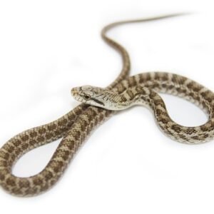 japanese rat snake