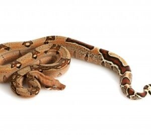 jungle columbian boa