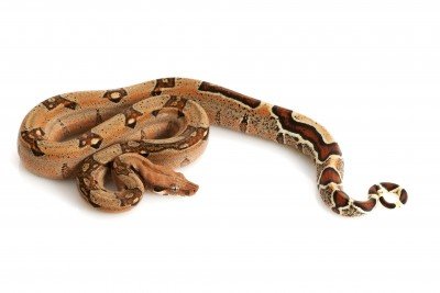 jungle columbian boa