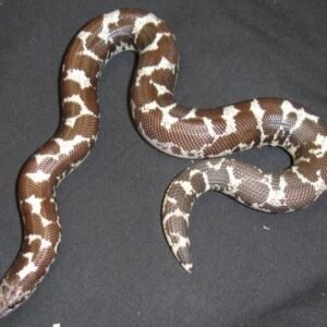kenyan sand boa