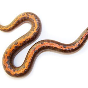 kenyan sand boa