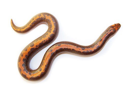 kenyan sand boa
