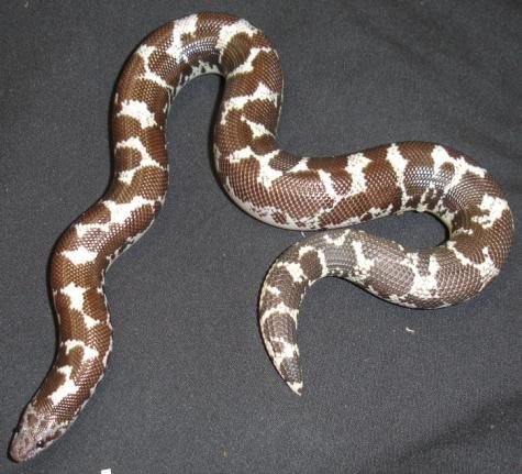 kenyan sand boa