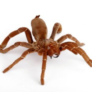 king baboon tarantula