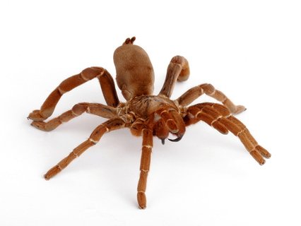king baboon tarantula