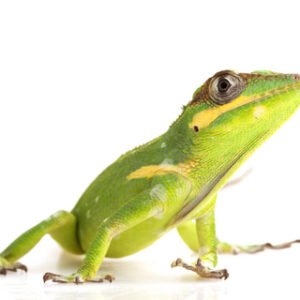 Cuban Knight Anole