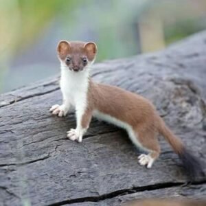 least weasel for sale