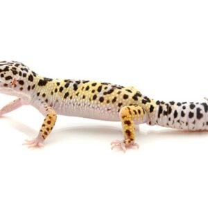 leopard gecko