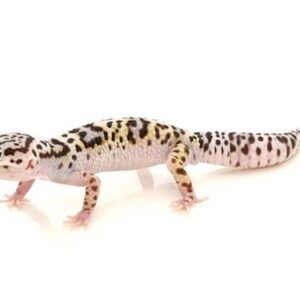 mack snow leopard gecko