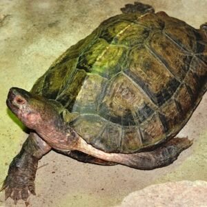 malayan box turtle