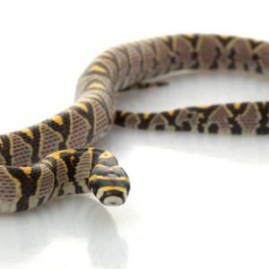 mandarin rat snake for sale