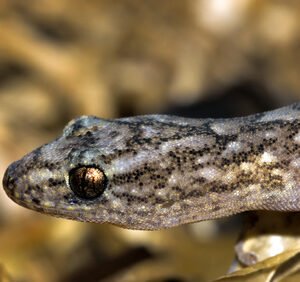 marbled gecko