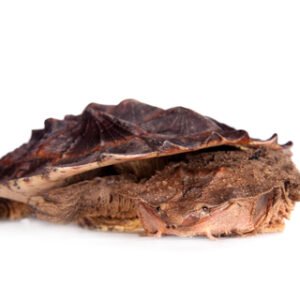 mata mata turtle for sale