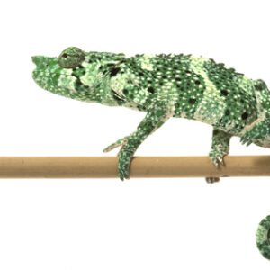 mellers chameleon for sale