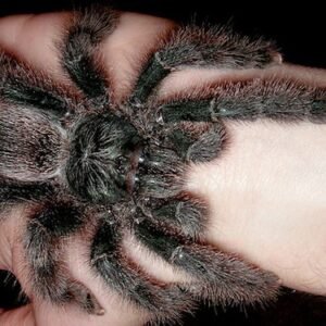 metallic pink toe tarantula