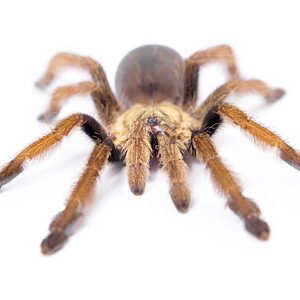 curly hair tarantula