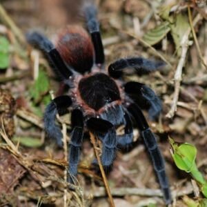 mexican red rump tarantula
